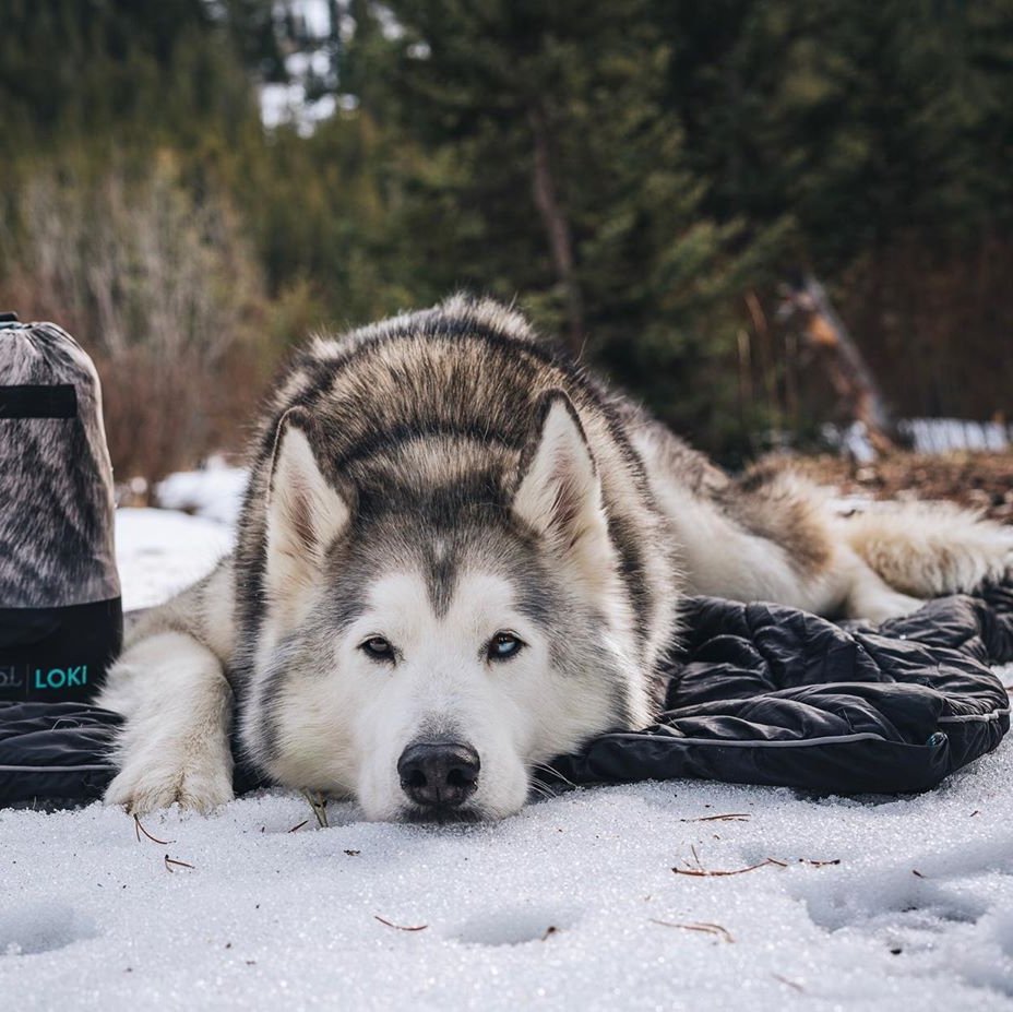 pawplee's tweet photo. Visit 👉 https://t.co/wbrWOKmta0 👈 and check out our article about the adorable @loki! Please let us know your thoughts 🐶🐾⁠
.⁠
. Subscribe to our bark chain 🐕
.
#pawplee #instapawp #dog #husky #huskylife 
#siberianhusky #huskyphotography #huskynation #huskylovers #snowdogs https://t.co/LjHit4iB1U