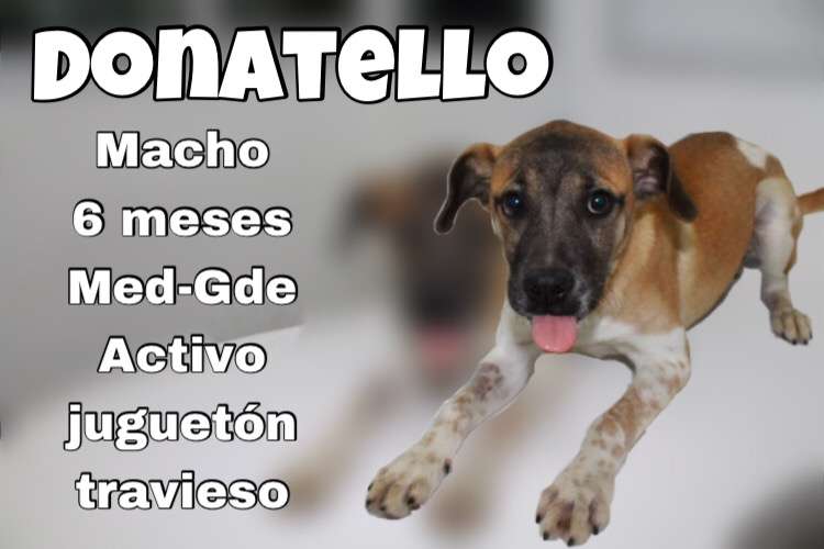 pnamexico's tweet photo. Donatello

Macho, 6 meses, talla mediana-grande. Activo, juguetón y travieso.

Si deseas que forme parte de tu familia, por favor comunícate a nuestros teléfonos en la Ciudad de México: 55 9131 9394 #AdoptaNoCompres https://t.co/29YWJgMPLi