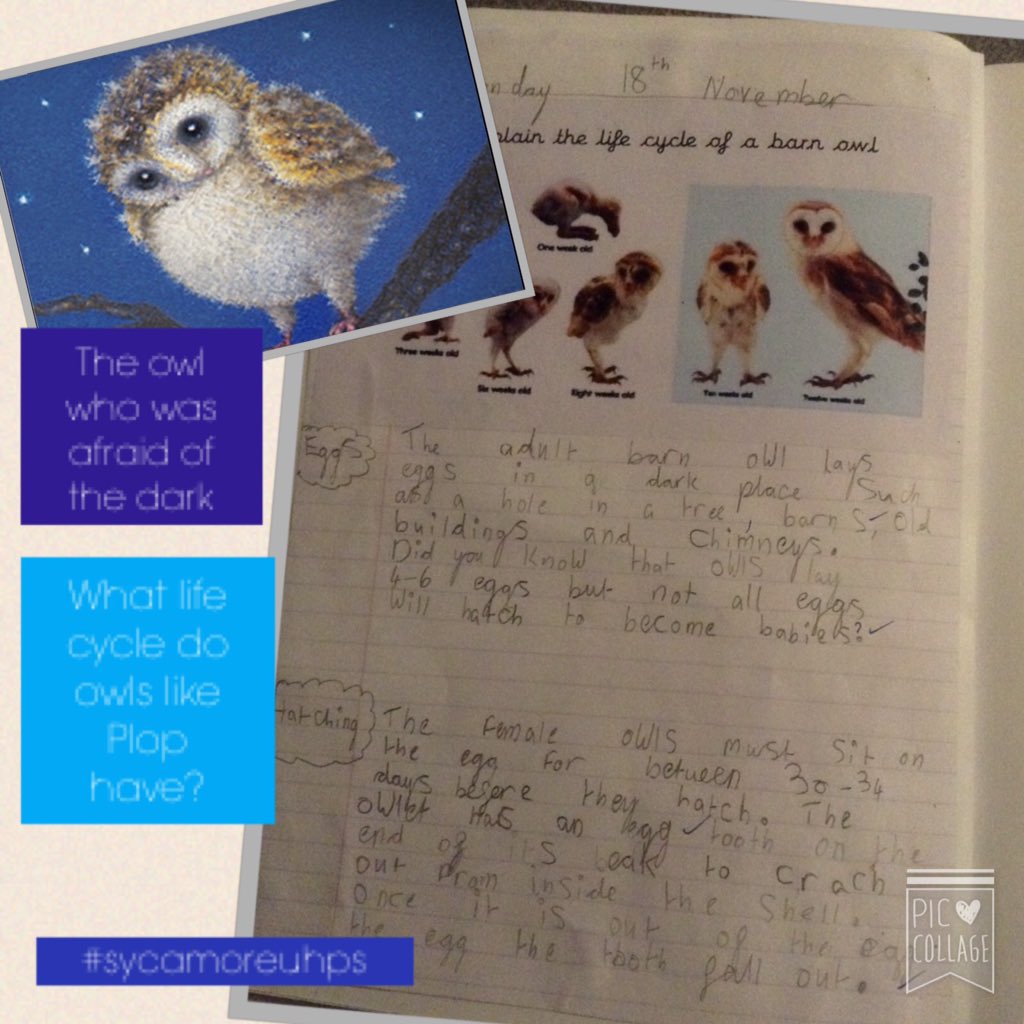 Owlfacts Hashtag On Twitter