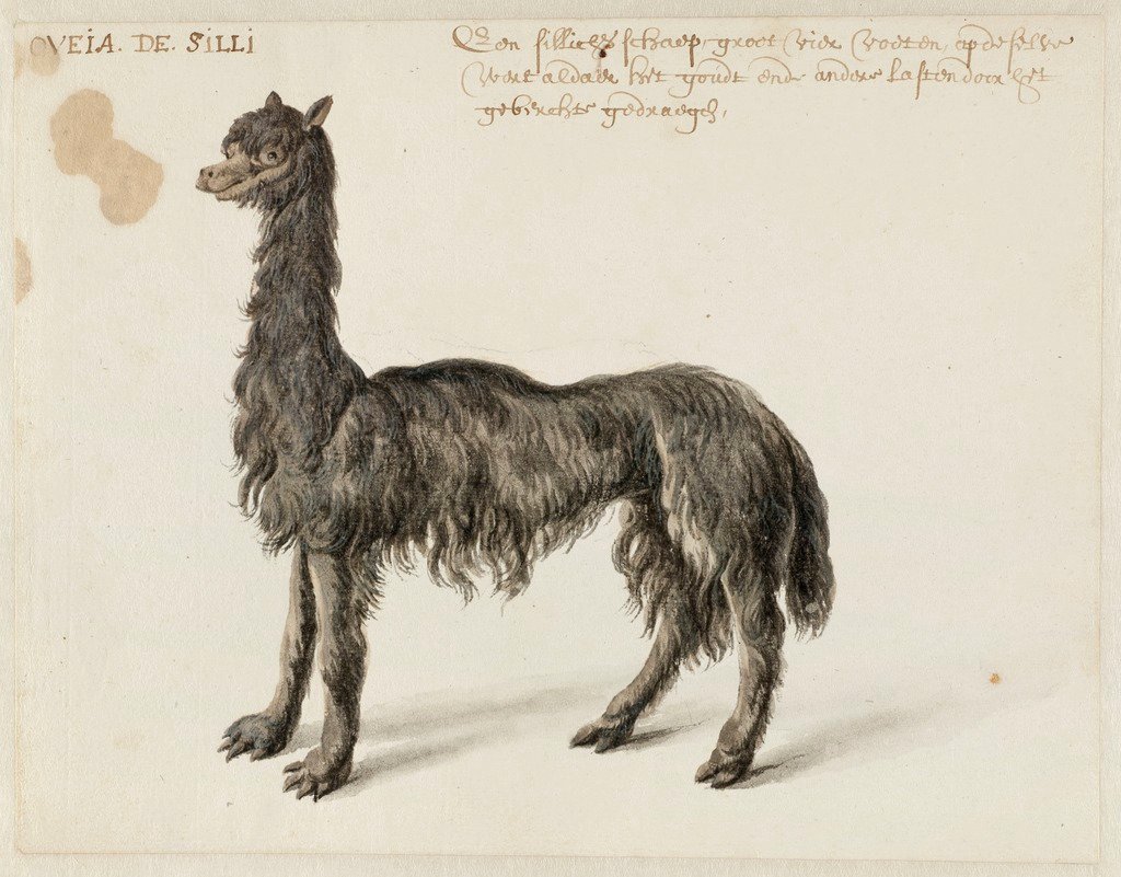 PP_Rubens's tweet photo. A cheery alpaca, drawn in Brazil by Dutch artist Frans Post. He was born in Haarlem on this day in 1612. https://t.co/gVboLp3SEc