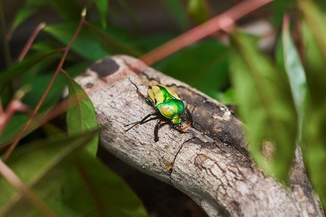 thinkaliker's tweet photo. Beetle // Florida #2019⠀
//⠀⠀
#beetle #animalkingdom #disney #disneyworld #themepark #sony #sonyalpha #sonyalpha6300 #alpha6300 #a6300 #redditsonyalpha #sonyimages #latergram via Instagram https://t.co/Ie9VFJQ6D6 https://t.co/vA5dkoVzCW