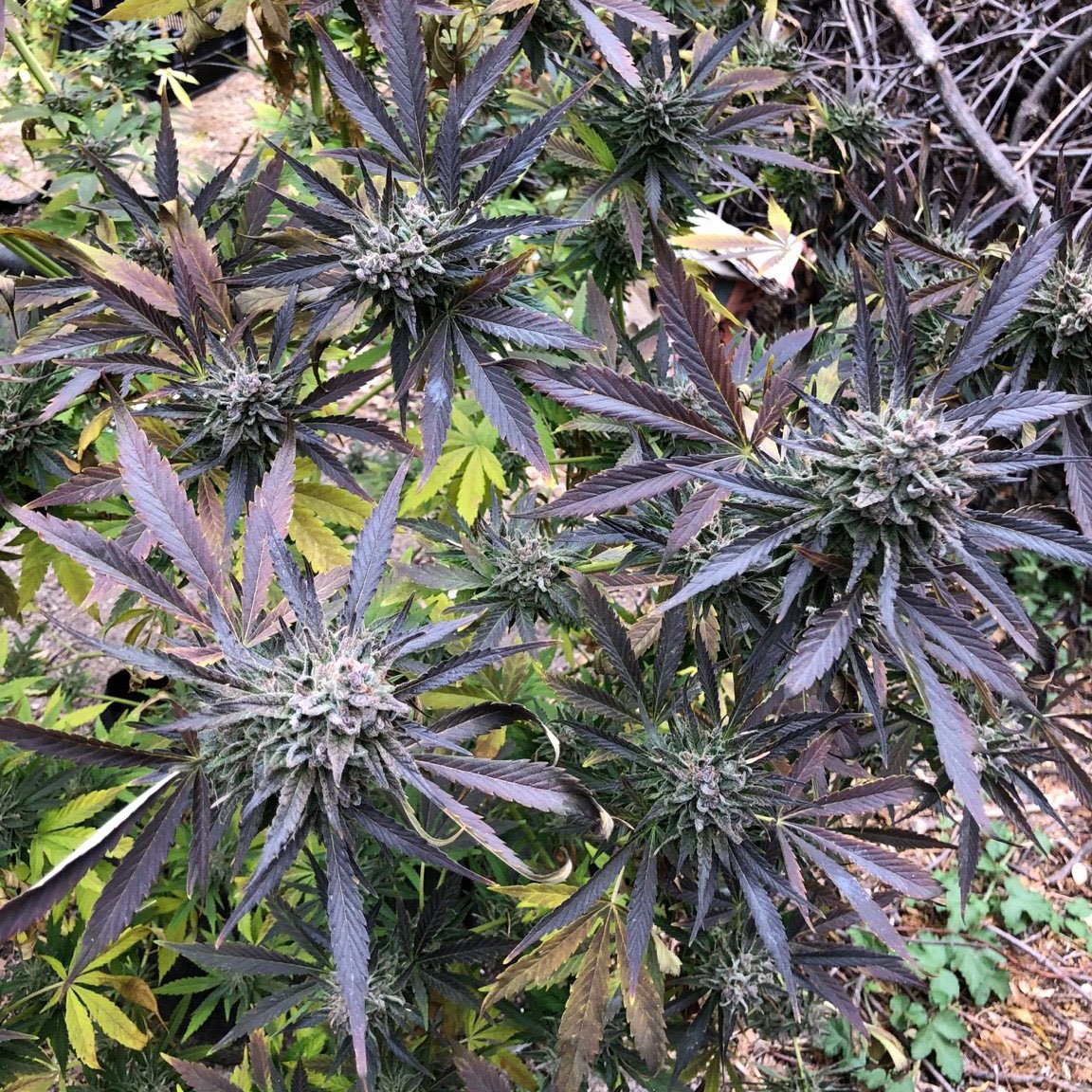 "Orange Burmese, just got harvested, grown near #Pescadero. They have a perfect spot and they loved your seeds! No mold problems." -@laosagolosa