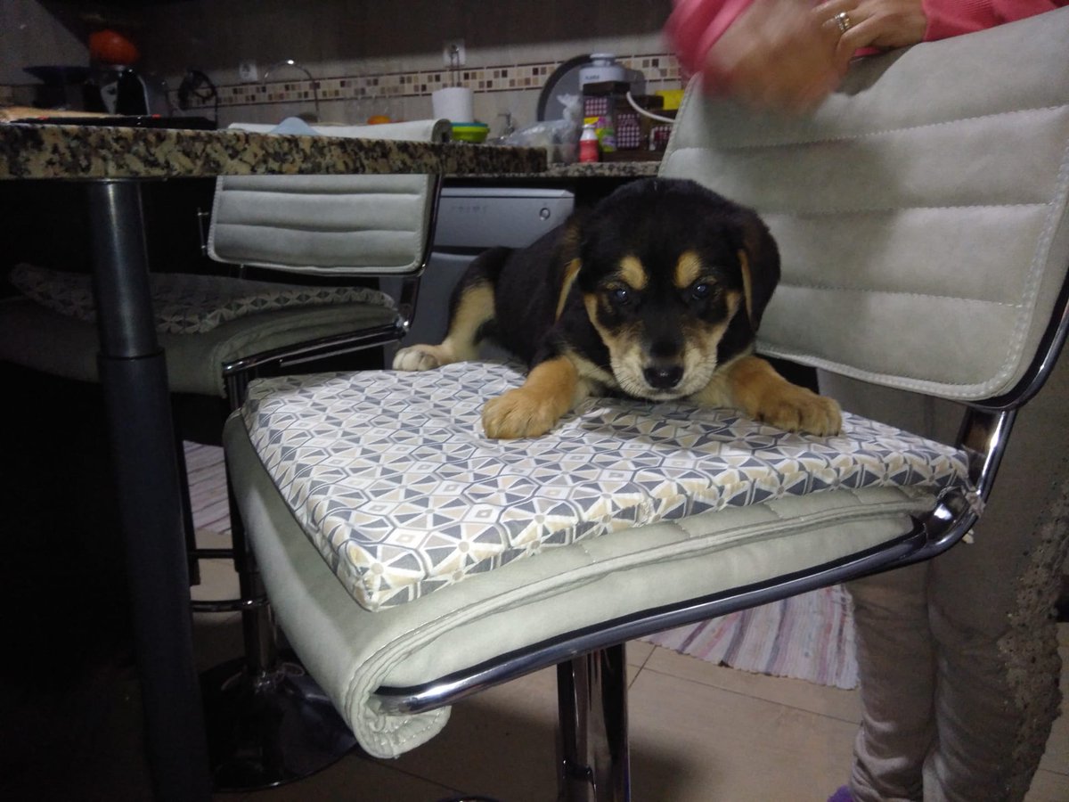 eduardafborgess's tweet photo. DOU ESTES CAEZINHOS!
Pai raça pura de labrador e mãe Raçada de labrador.
Interessados mensagem privada. https://t.co/u4WhS425na