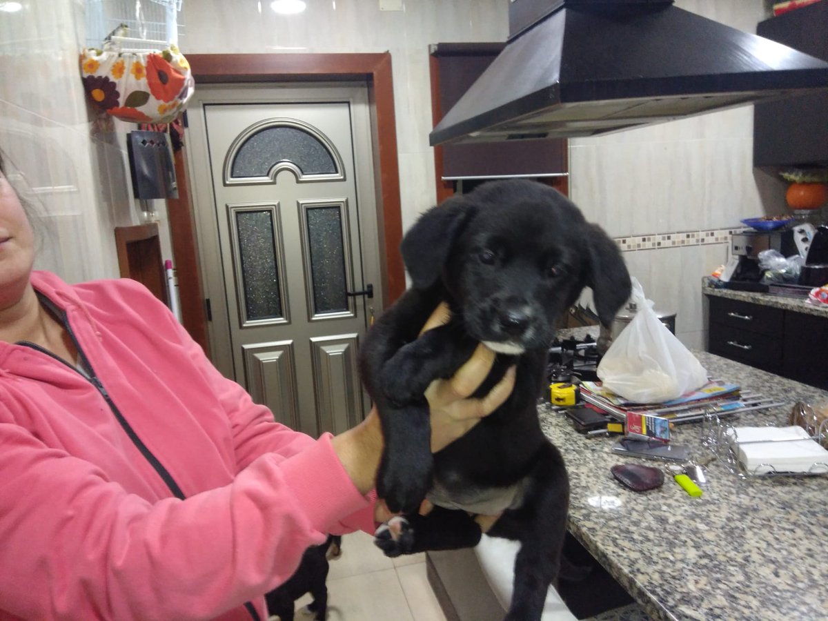 eduardafborgess's tweet photo. DOU ESTES CAEZINHOS!
Pai raça pura de labrador e mãe Raçada de labrador.
Interessados mensagem privada. https://t.co/u4WhS425na
