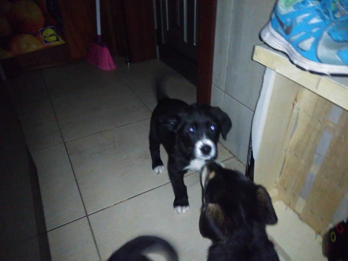 eduardafborgess's tweet photo. DOU ESTES CAEZINHOS!
Pai raça pura de labrador e mãe Raçada de labrador.
Interessados mensagem privada. https://t.co/u4WhS425na
