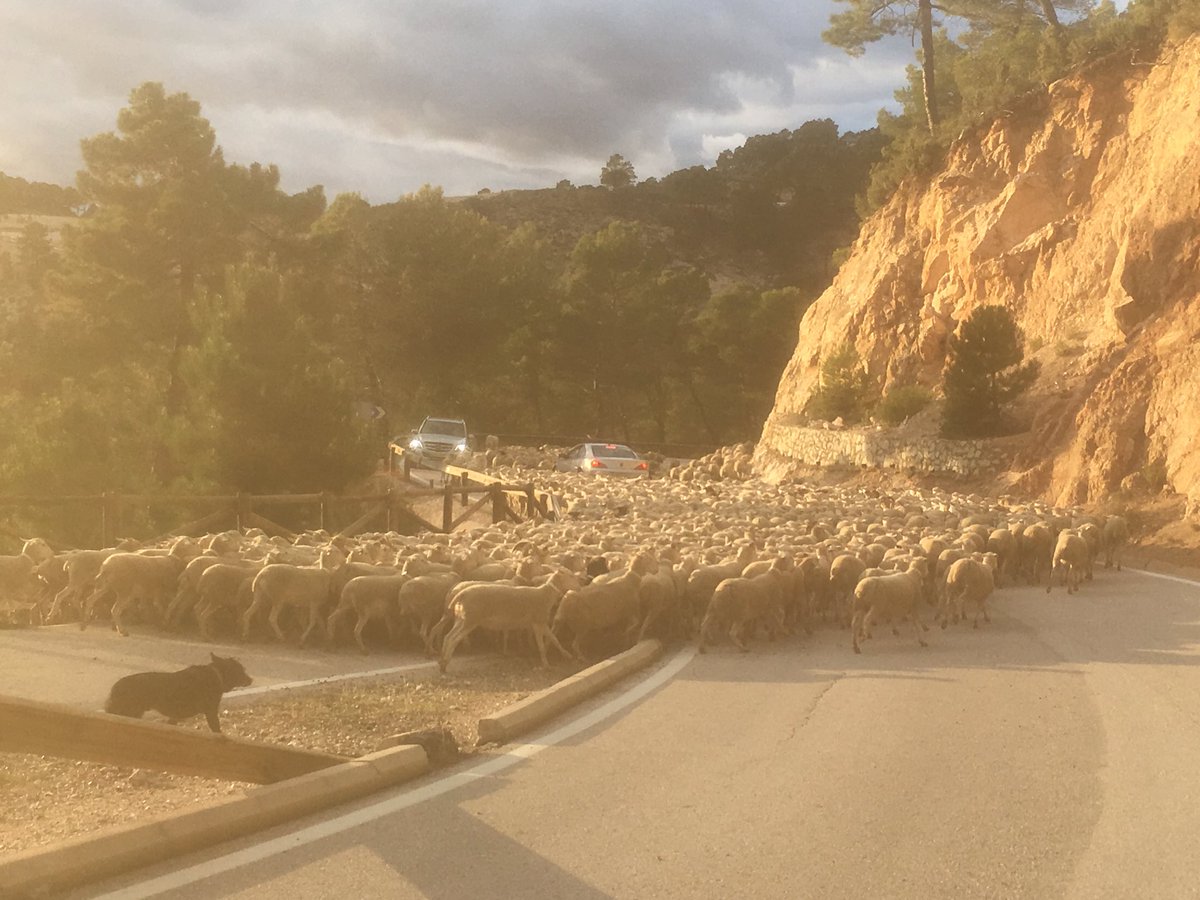thewideopenroad's tweet photo. Sheep traffic jam, Sierra de Segura, #Jaén #Spain — just try driving your car through this! #LPinSpain https://t.co/5X4fAL6AxF