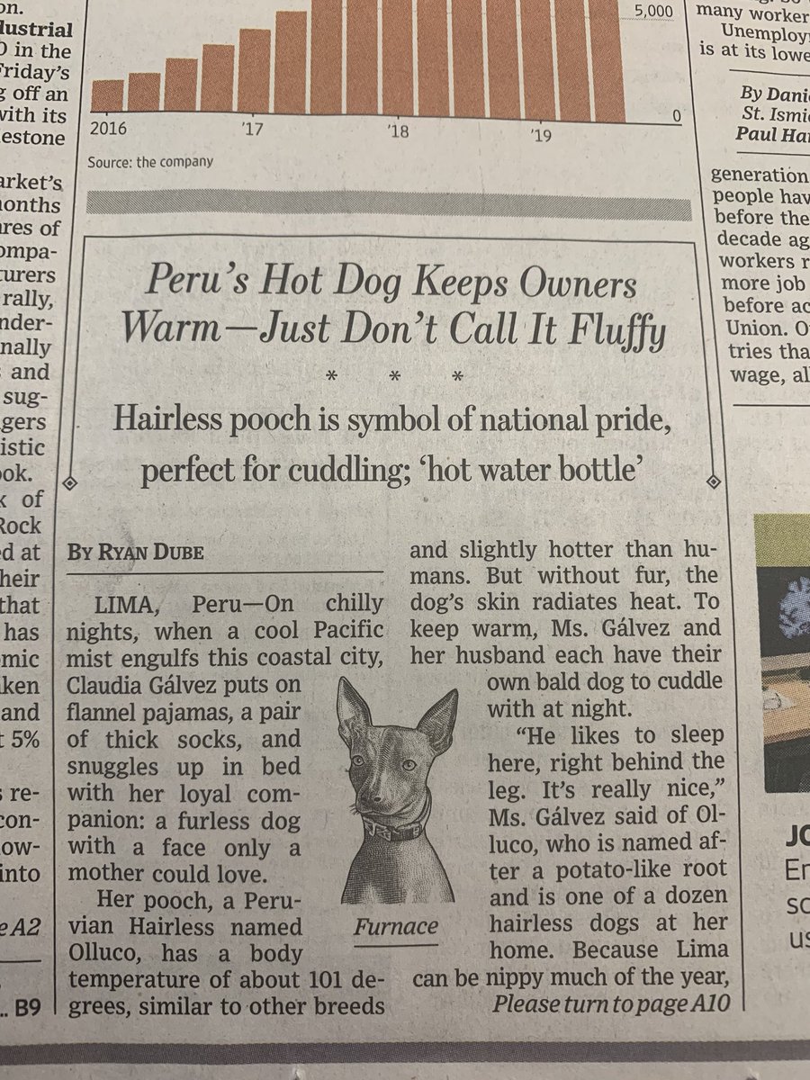 houdali's tweet photo. Una noticia diferente sobre América Latina hoy en The Wall Street Journal: el Peruvian Hairless o #PerroCalato Peruano y su capacidad de dar calor (perfecto para acurrucarse) en plena portada en el @WSJ de hoy. 🇵🇪 https://t.co/vtffALSaRN