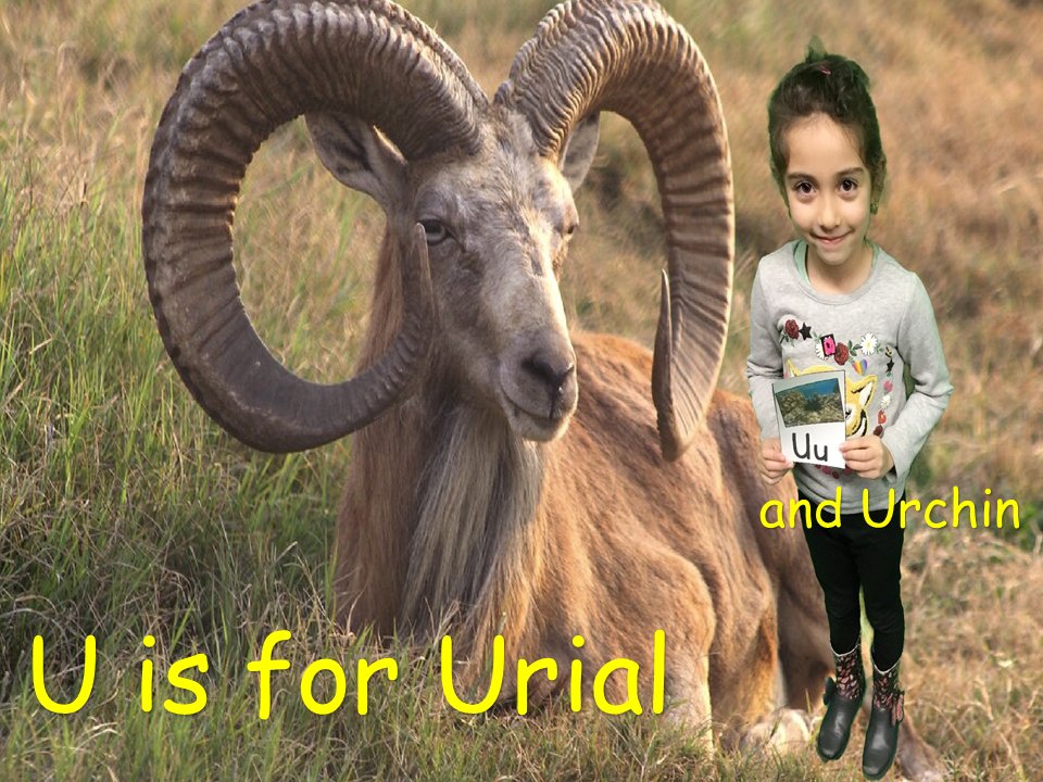 DoInkTweets's tweet photo. RT @CharltonTechy: Animal alphabet book #greenscreen fun with Mrs. Foley's kindergarten friends Part 2 @MrsFoley_CES #DoInkTweets
Check out our class blog at https://t.co/3dpcrrj8n2 for pictures from the whole class :) https://t.co/TduooRWRw3 #doink #everyonecancreate