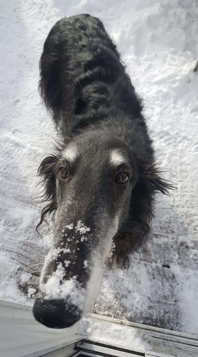 Seda_Borzoi's tweet photo. Dog out in the snow, I hope he's not cold.
Dog having fun in the snow, but now he's done and wants in.
#SnowDog
#DogInTheSnow
#DogIsHappy https://t.co/K34fku2PKu