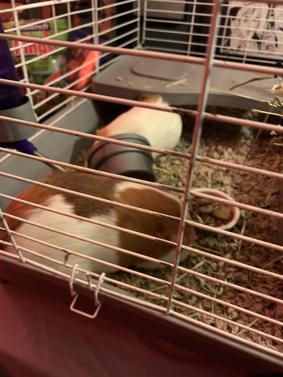 guinea pig cage craigslist