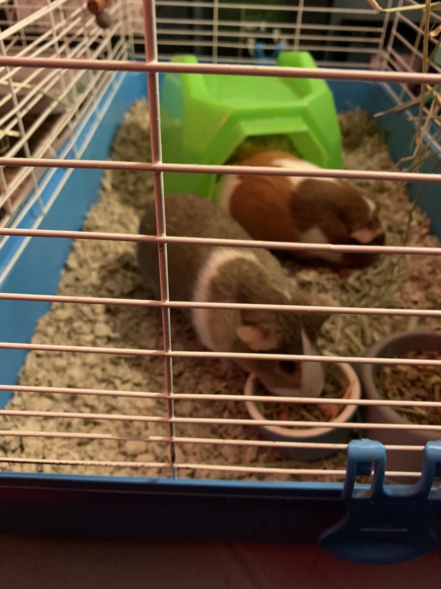 guinea pig cage craigslist