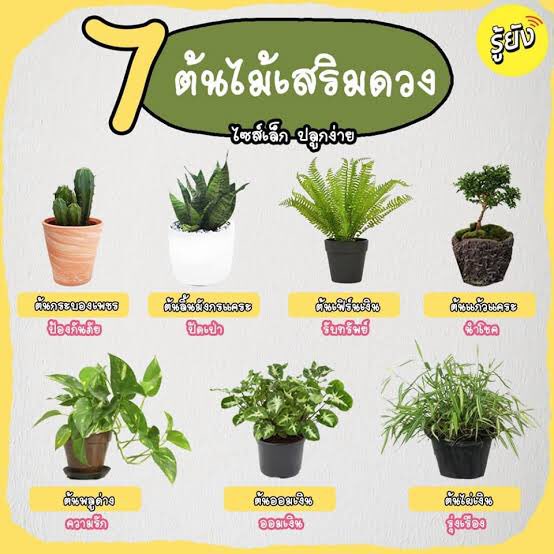 flowerandwind's tweet photo. อันนี้แนวทางสำหรับคนอยากปลูกเพื่อเปลี่ยนดวงชะตา 55555555 #ปลูกเพื่อเปลี่ยน https://t.co/vvCdT1E3AI