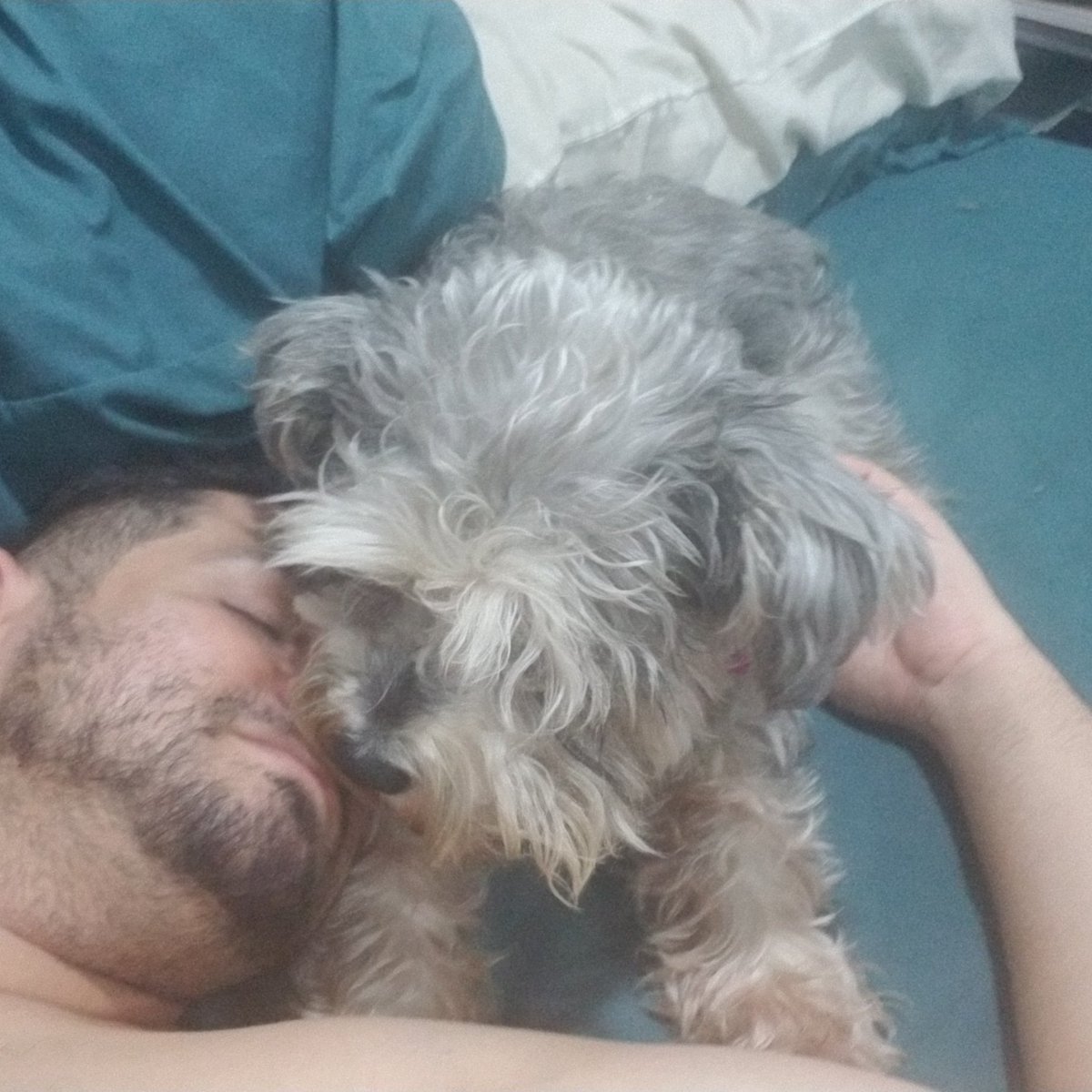 faramir_c's tweet photo. Mi niña relajosita #MeridaIsabel #schnauzer https://t.co/chIkSiVTre
