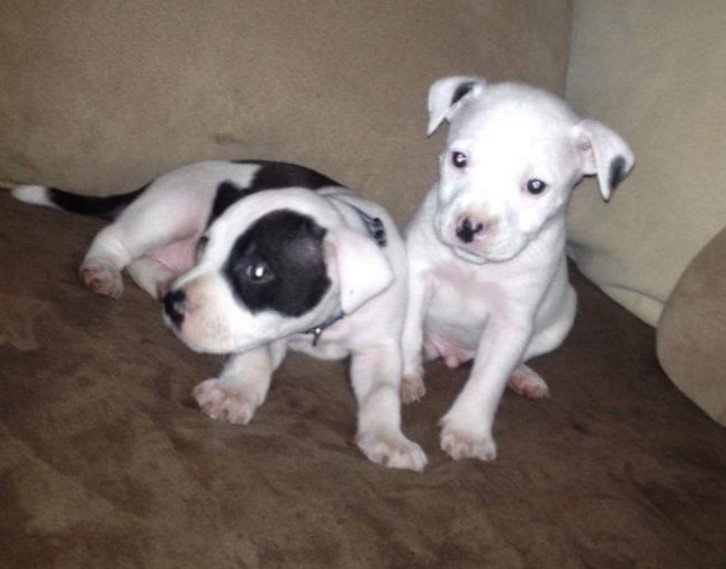 Mialjo326's tweet photo. @DaveBautista Your new pups are brother/ sister.   I was familiar with their former.... this is them @ 6 weeks.   Thank you for opening your heart &amp; home to them.   They deserve to be spoiled rotten! https://t.co/r8wUkEBkJR