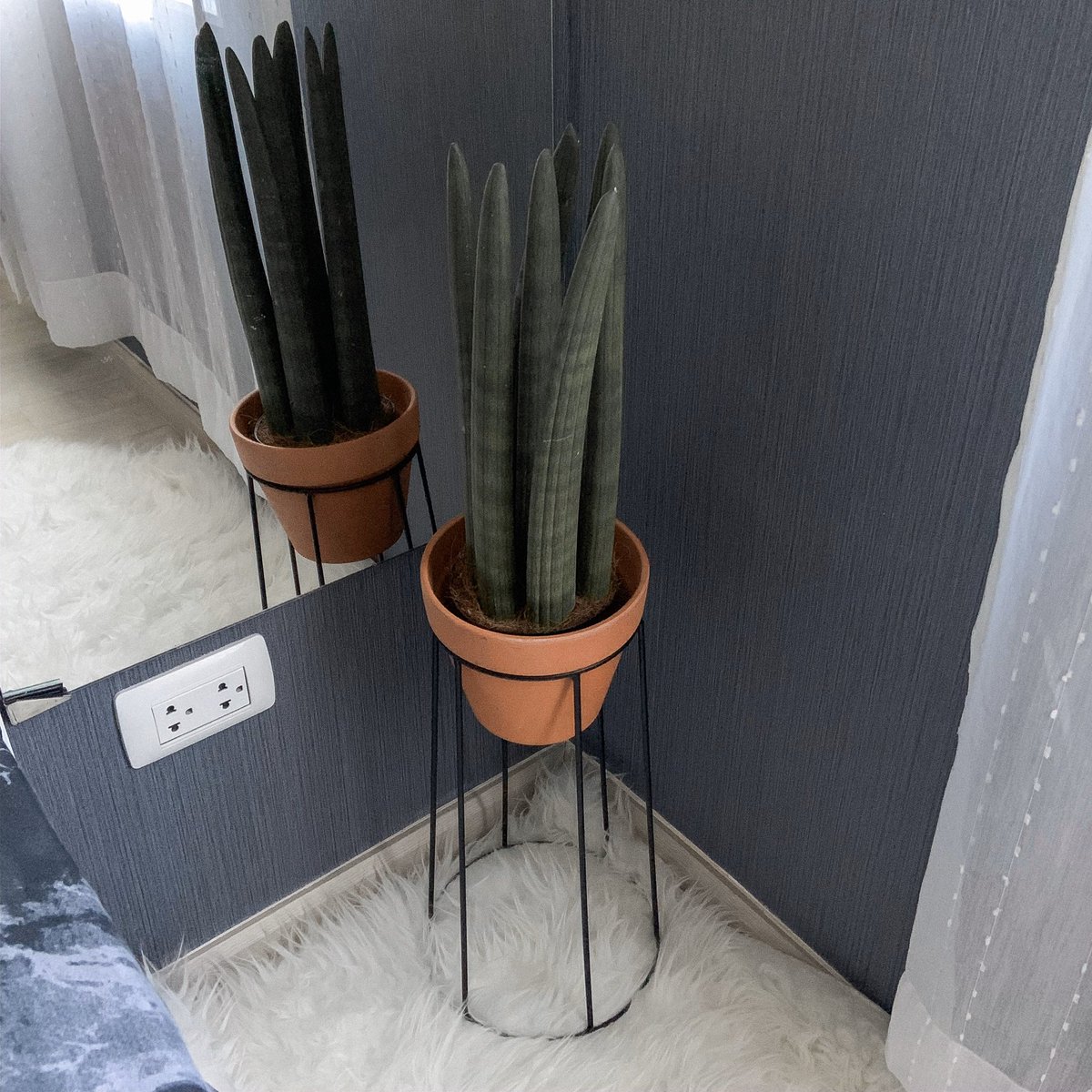 เพิ่งรู้ว่าว่านงาช้าง เป็นต้นไม้ที่คนเค้านิยมปลูกเพื่อเสริมความเป็นสิริมงคล และช่วยให้ทำมาค้าขายร่ำรวย นี่เลี้ยงมาสักพัก รู้สึกงาน&amp;เงินเข้ารัวๆ แถมเลี้ยงในที่ร่มได้ ตอนกลางคืนดูดคาร์บอนไดออกไซด์ คายออกซิเจน เพิ่มความชุ่มชื้น ช่วยเรื่องฟอกอากาศตอนนอนได้ด้วย #ปลูกเพื่อเปลี่ยน