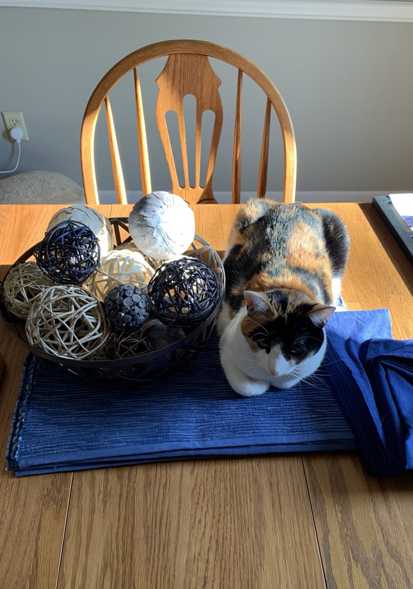 HarryStark2's tweet photo. Our new centerpiece!! Came home from work and there she is. #CatsOfTwitter #cats @Cats_Every_Day https://t.co/WBTh4Q4xRb