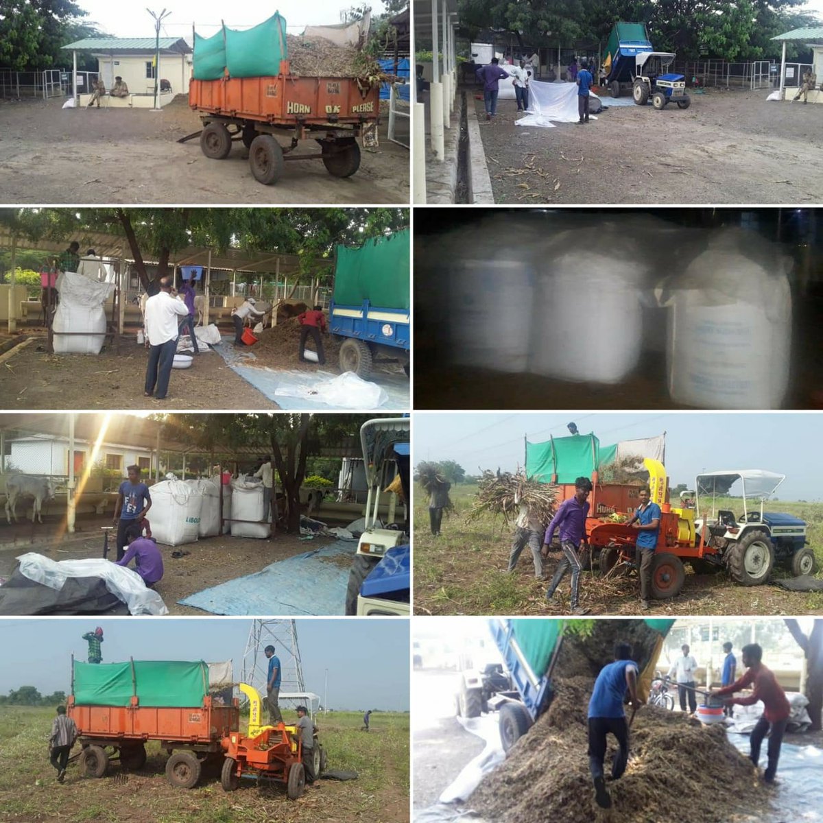 rishiz_autade's tweet photo. Blog: https://t.co/ZredOuFcHv
Activity no.: 795
Date: 11/ 11 / 2019
@mhrd_innovation @icarindia
College farm department prepared 12 bags of silage from sorghum. The silage will be used for Agri. and Allied College Animal Farm. https://t.co/uxgVMBMwjS