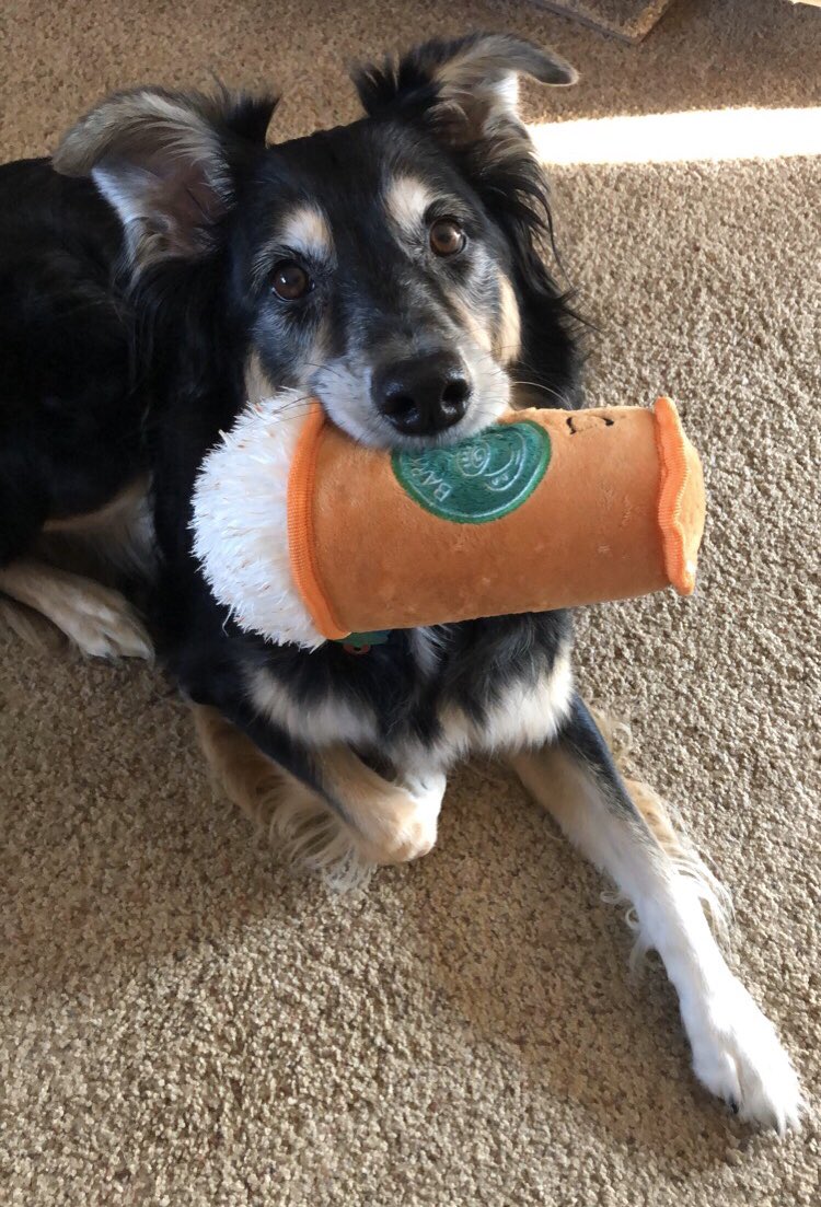 heybecksue's tweet photo. @aussiesdointhgs https://t.co/hpq1RVloHF