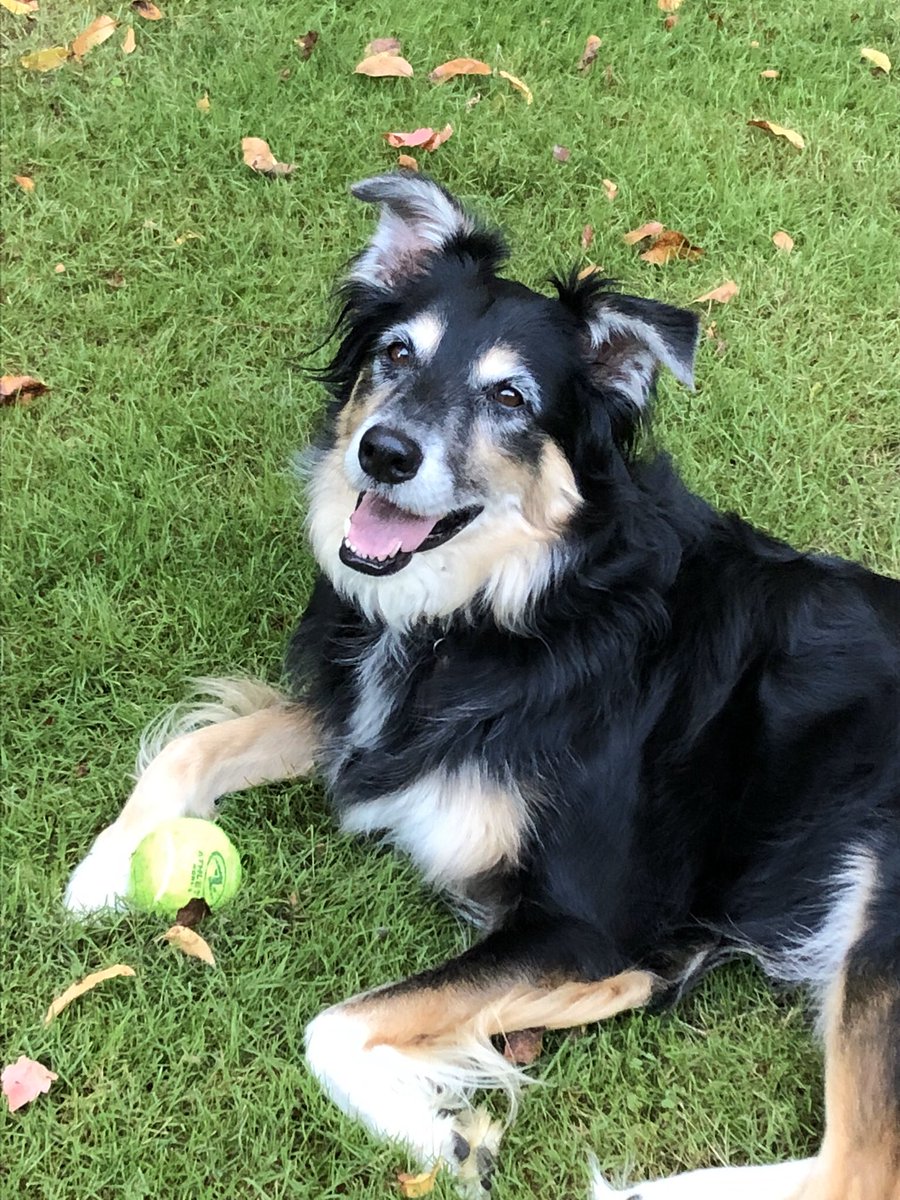 heybecksue's tweet photo. @aussiesdointhgs https://t.co/hpq1RVloHF