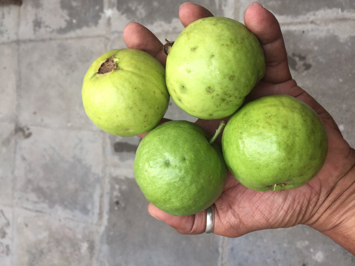 WithManish0's tweet photo. Home grown guavas, morning well spent plucking them from the tree.
#fruitsbasket #morning #fresh #orgenic https://t.co/uGpH5Dl08E