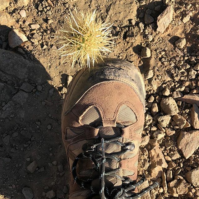 katieraml's tweet photo. 🌵 This feels so cliché. .
.
#hikingproblems
#getoutside
#ohHello https://t.co/Al1TG2LanE https://t.co/Ux44yn17mV