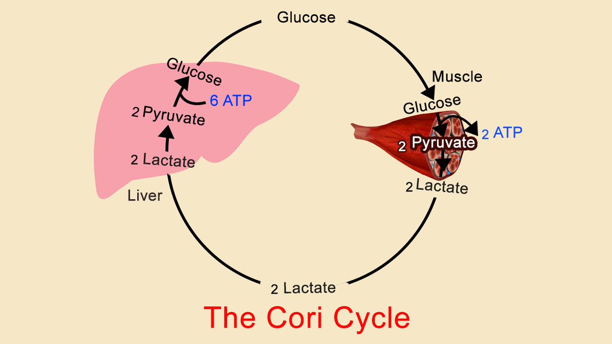 GertyCori5's tweet photo. Gerty Cori and her husband Carl Cori were able to identify the enzyme that initiates the breaking down of glucose. Biochemistry sure is fascinating! #GHSMatildaEffect https://t.co/S2f4EVlKwo