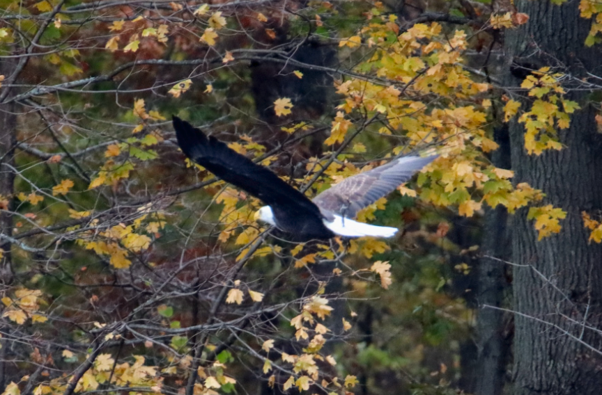 Wood Duck, Ring-necked Duck, Bald Eagle.  All at Upper Mystic Lake, Nov 11.  All photos: Francis Porter.  Checklist: ebird.org/massaudubon/ch… <a href="/MysticMyRWA/">MysticRiverWatershed</a>