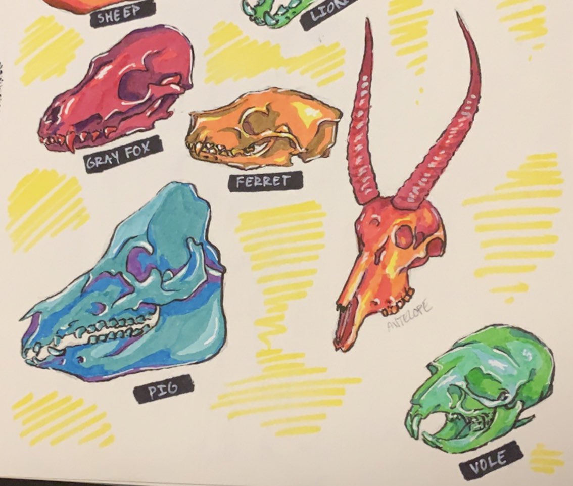 elfenthusiast's tweet photo. Skullssss (all of these are up as stickers on my redbubble, wink wink) #skull #vultureculture https://t.co/5o19YtQiID