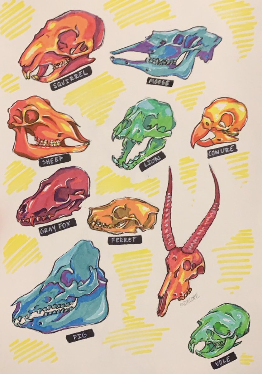 elfenthusiast's tweet photo. Skullssss (all of these are up as stickers on my redbubble, wink wink) #skull #vultureculture https://t.co/5o19YtQiID