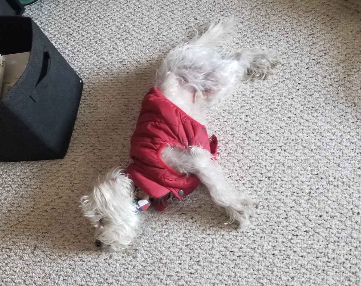 ScruffyTrio's tweet photo. Silly biped, of course this is the best, most comfortable, place to sleep. #DogsLife #HardAtWork #DogsOfTwitter #Sleepy https://t.co/NMgMrxyphI