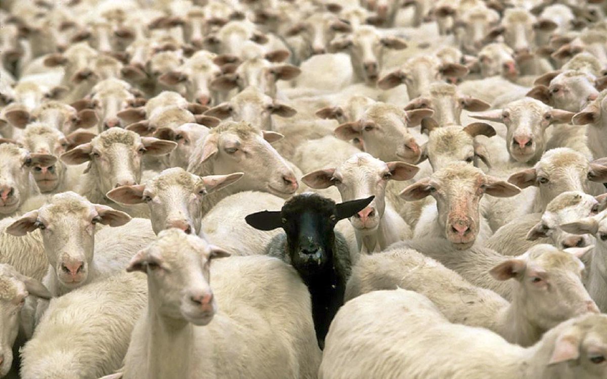brad_gober's tweet photo. I'm the guy in the pic wearing a midnight black sheep costume. Yep, that's our gang #YouKnowItsMyFamilyBecause https://t.co/gBX4tHTFZT