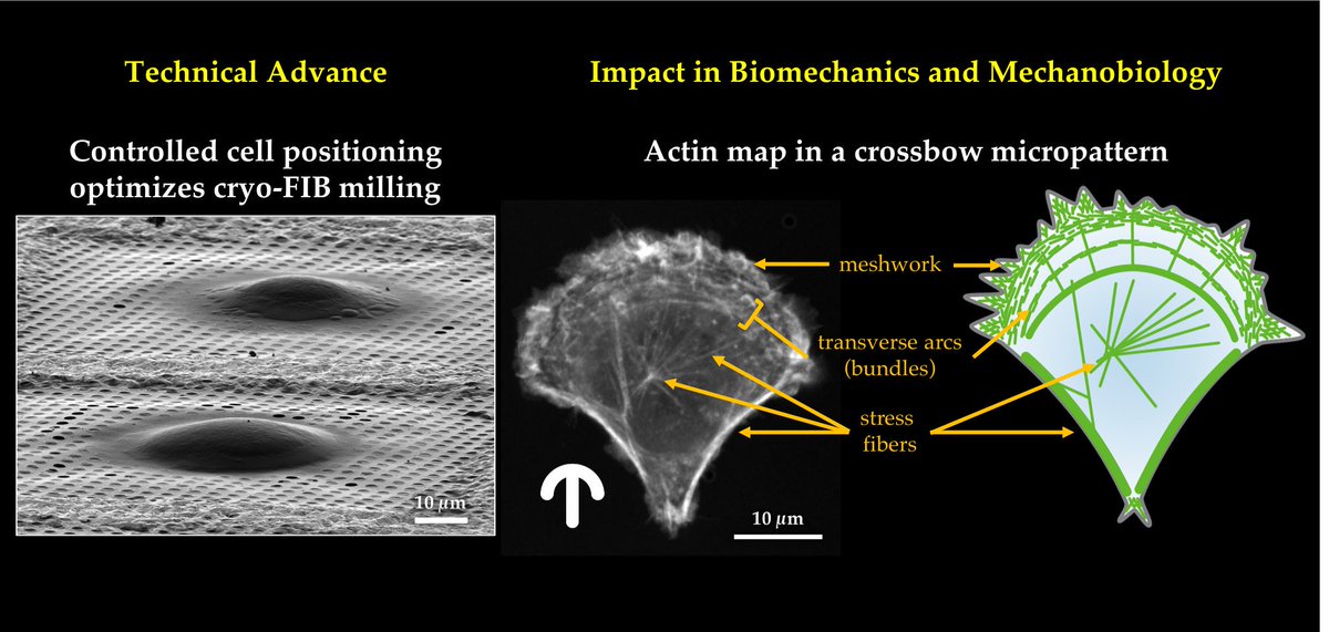 Mauricio_Toro_N's tweet photo. Our preprint is now published :) 
@ManuelTHERY @Lblanchoin @fabrice_senger @JZagoriy @embl
#Micropatterning of EM grids:
-Improves efficiency and throughput of the cryo-microscopy pipeline
-Impact on biomechanics and mechanobiology
#cryoET #cryoEM #biomechanics #mechanobiology https://t.co/yb2cXuFDDV
