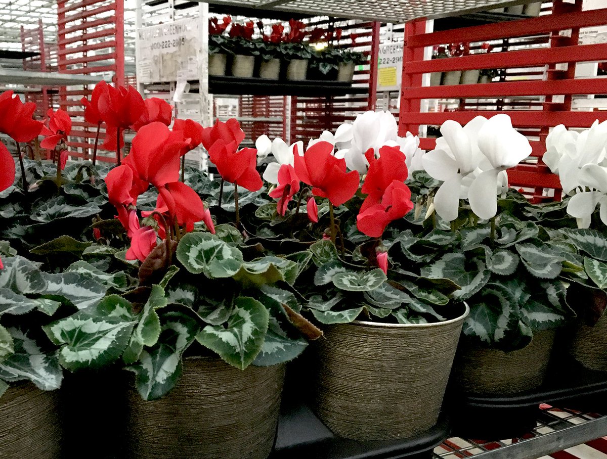 MetrolinaGHS's tweet photo. We're rolling out your favorites to stores this week. To celebrate, we'll be counting down all the ways to bring holiday cheer with #holidayplants! Starting out the week with these gorgeous Cyclamen! https://t.co/zCrG8FwM6E