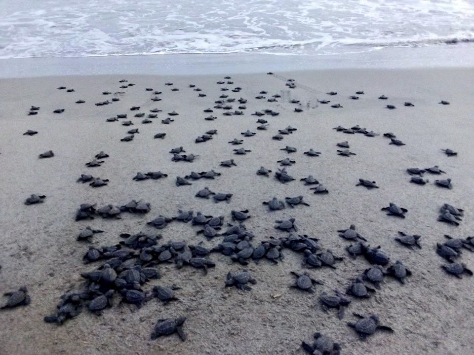 alexfinerooster's tweet photo. Guiading Our Cruise Ship Passengers @VisitAcapulco  From @CruiseNorwegian #NorwegianJoy “Endangered Baby Sea Turtles &amp; City Tour” Shore Excursion Provided By @TotalGusto  @FCCAupdates  @SECTUR_mx @Sectur_Guerrero @Sectur_Acapulco  #DejateGuiarPorAcapulco #LocalExpertAcapulco https://t.co/jMlfkqZTMd