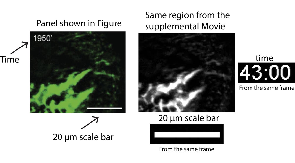 MAG2ART's tweet photo. When you label the scale and/or time-points of your microscopy images, make sure they are accurate. Here is an example. Either the data in the Figure or the Movie is labeled incorrectly. Which one? There is no way to tell. #MicroscopyTipMonday
https://t.co/br7EW4PQBI https://t.co/o9OdTzgyxV