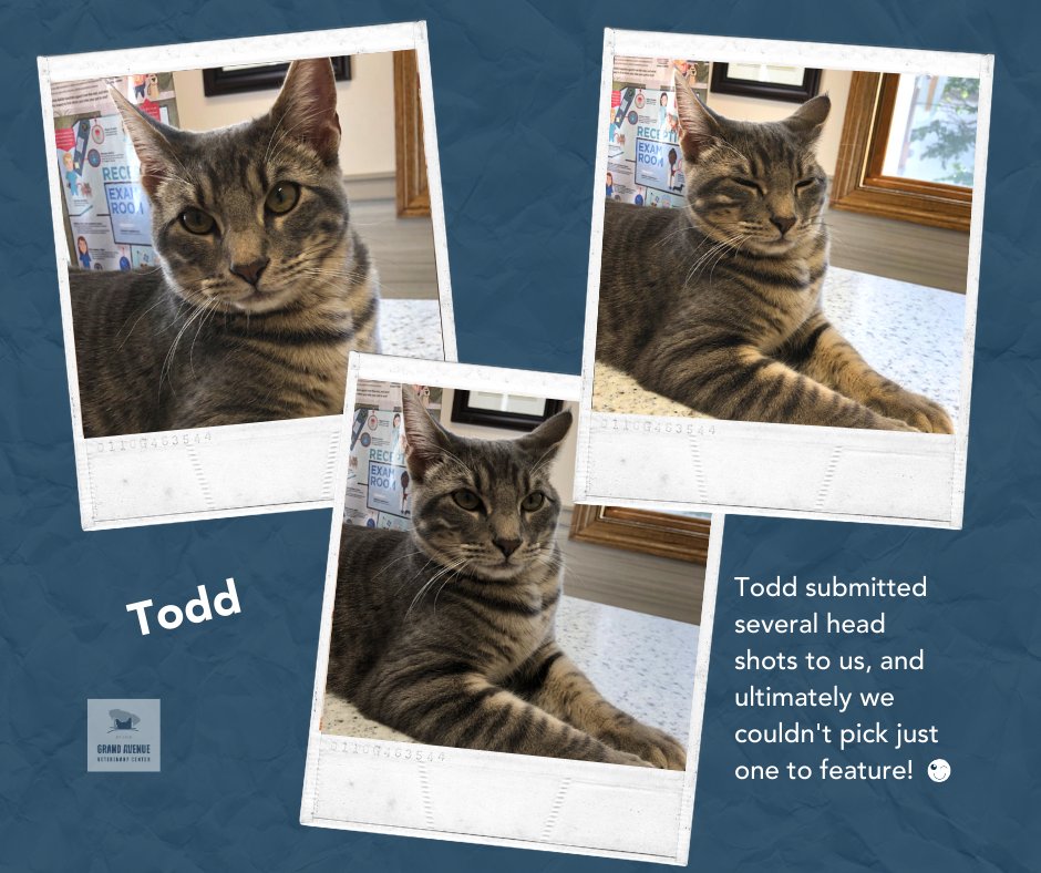 grandavevet's tweet photo. Schedule an appointment for your own supermodel at 651-224-3038! πΌ
#grandavevet #thatsreallywhytheycallitthecatwalk #catpic #cutecat #stpaulfeline #catsofmsp #catsofmn #veterinarycare #stpaul #mpls https://t.co/X8GRUNiXeb