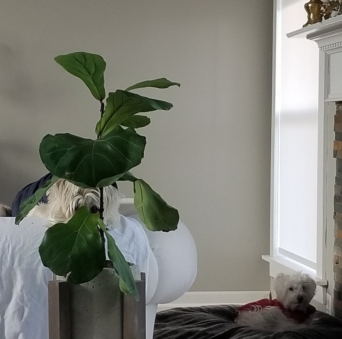 ScruffyTrio's tweet photo. Can't see me! #WildPets #doggos #dogsoftwitter https://t.co/VrO3bMi092