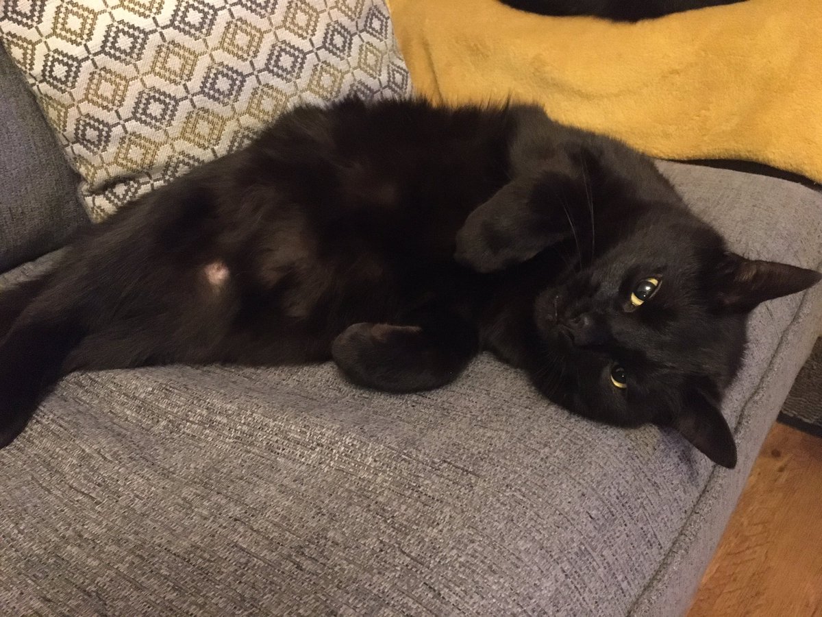 TheSnerit's tweet image. Be kind to all kinds #cat