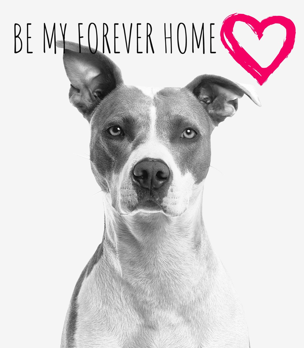 PawsCamp's tweet photo. We started our first Forever Home Project, every day we will post a pet that was adopted through our hashtag #CPFurever https://t.co/3J7Ikx0ZdS