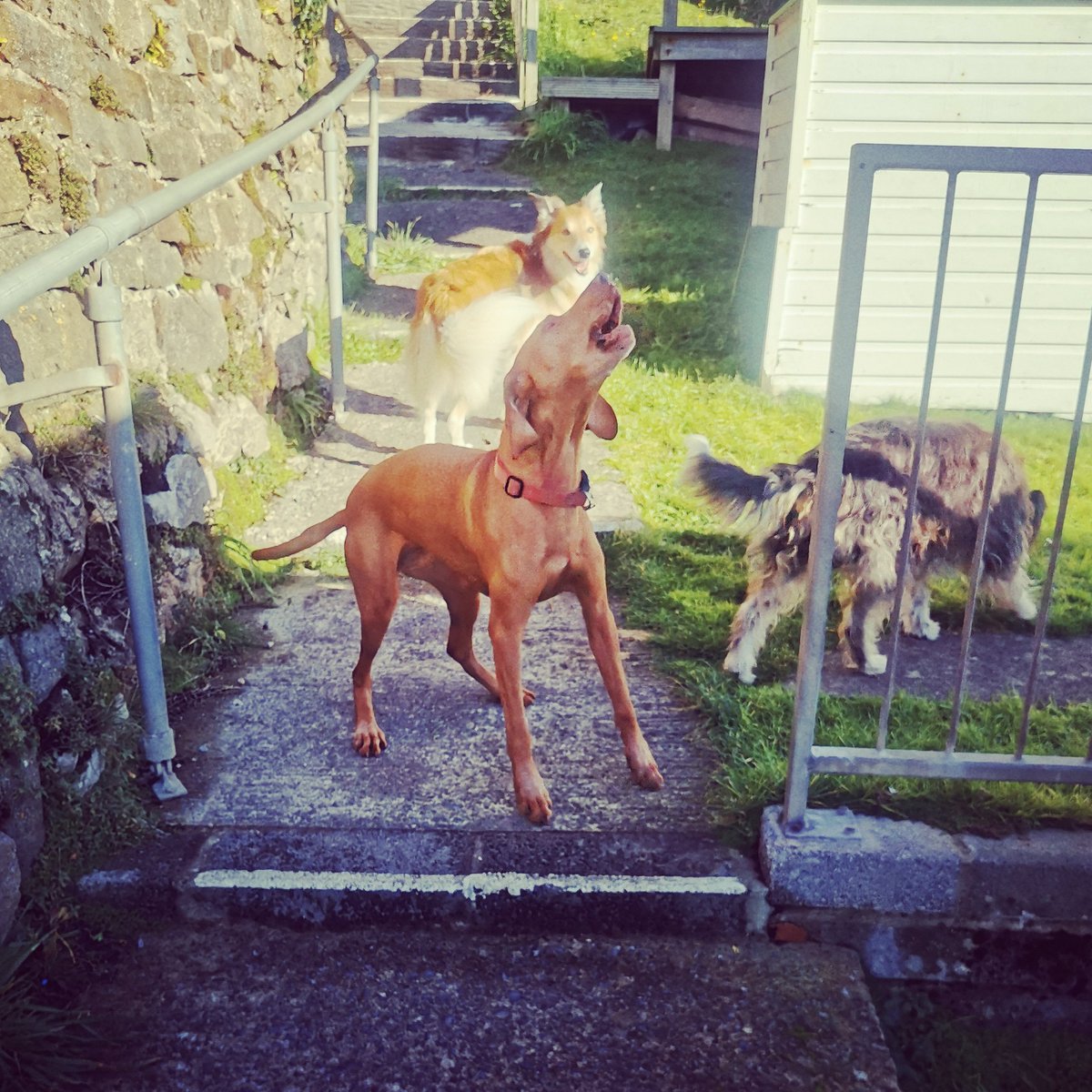 muttstrutswales's tweet photo. "Shout, shout, let it all out!" 😂 https://t.co/fLWWwFZ3HN