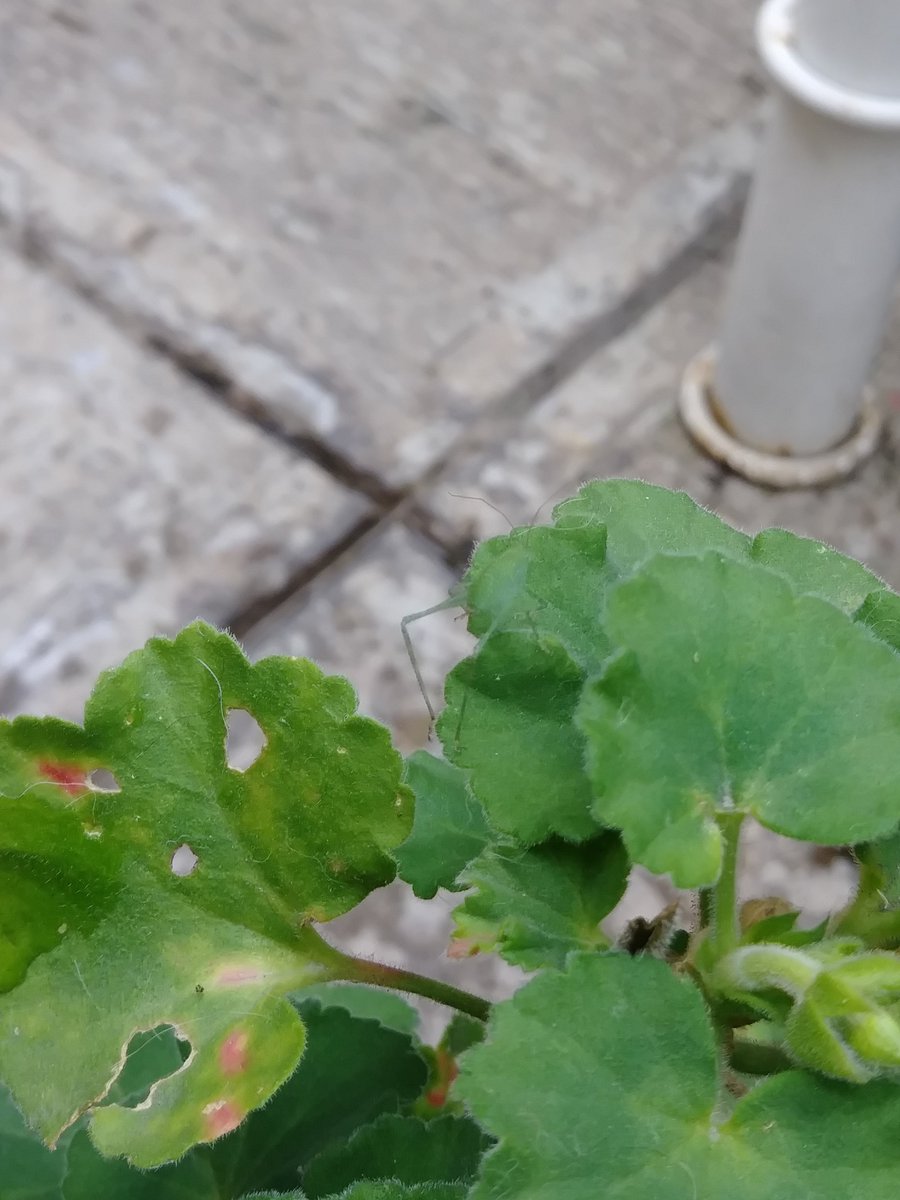 Till_Rules's tweet photo. Look at that camouflage β€π±π
Lolol for some reason I'm feeling like "V" β€ππ
#insectpic #camouflage https://t.co/ur2AoidIQk
