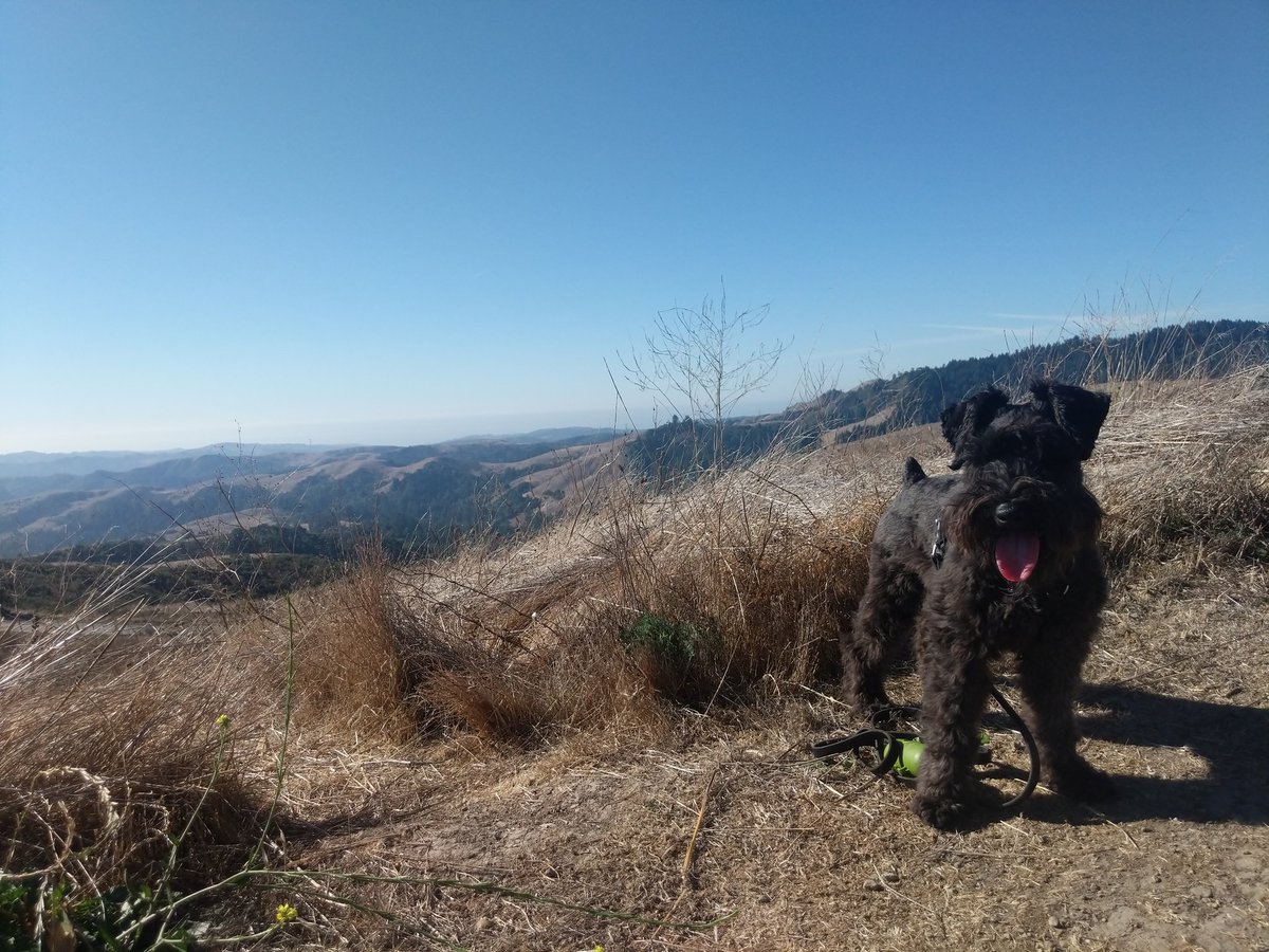 MrBilboWaggins's tweet photo. Mom and I hiked a mountain again! #buffdog #adventure #eightmiles #bestdayever #mountaindog #sotirednow #nexttimecanigetalyft https://t.co/YLUV5CS6yk