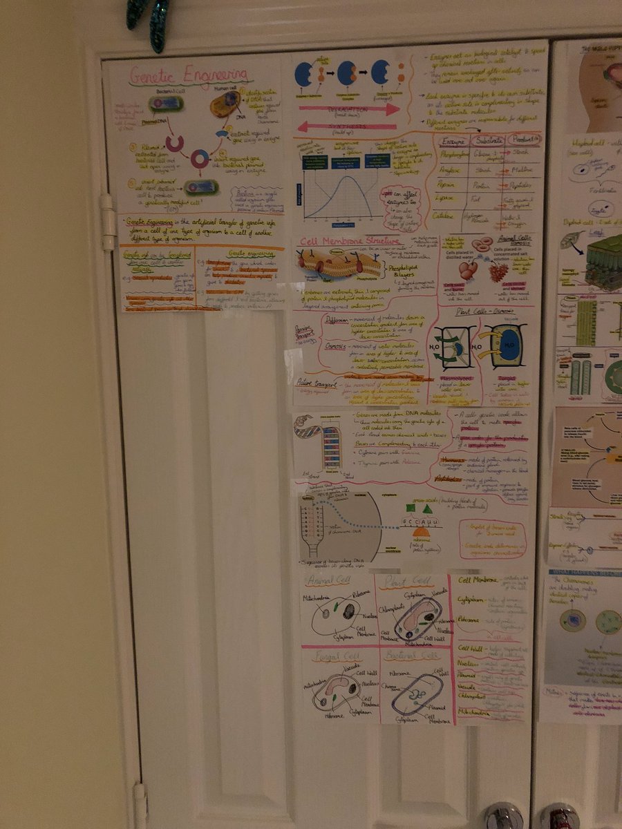 sorrellm10's tweet photo. @MrsMintoBioSci Worked for my daughter too... with the help from your Biology dept. of course! https://t.co/vdzij83JR5