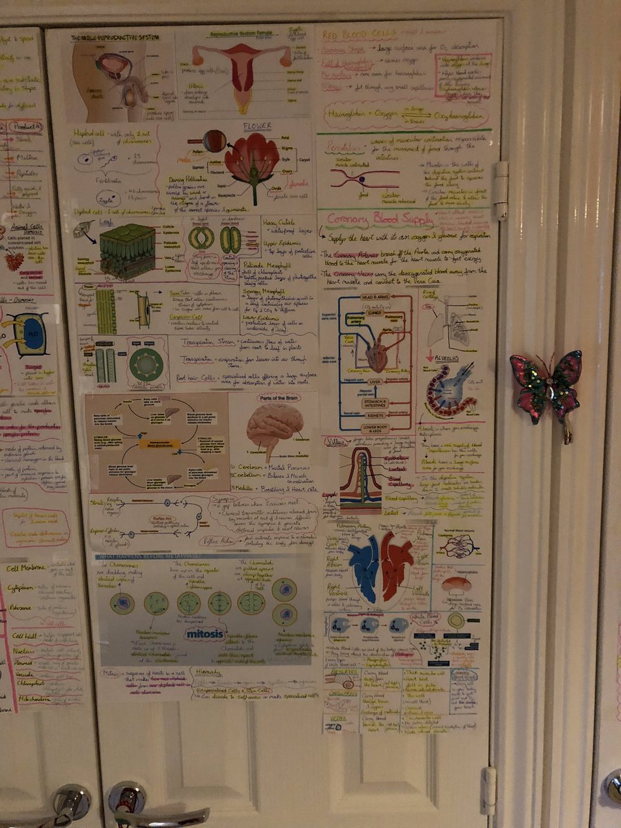 sorrellm10's tweet photo. @MrsMintoBioSci Worked for my daughter too... with the help from your Biology dept. of course! https://t.co/vdzij83JR5