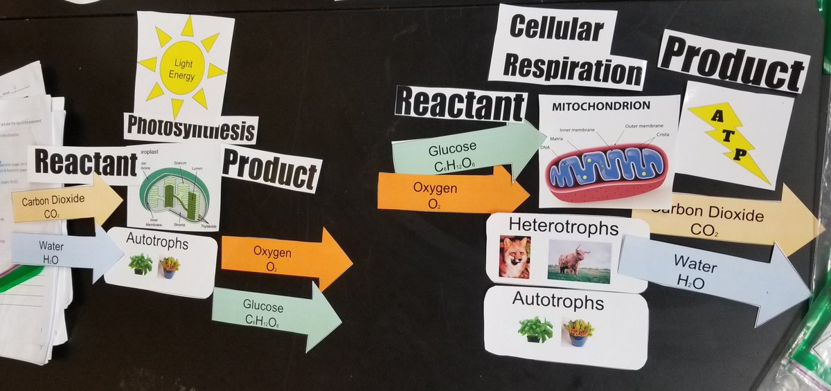 Cell energy experts! #ItsWorthIt #WeAreTW #biology #bioislife #TESOL #myohioclassroom