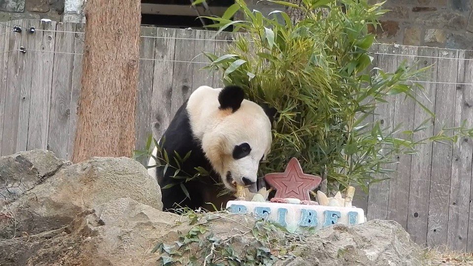 jeffjthompson's tweet photo. Bei Bei 11/17/19 - YouTube #panda #pandasrock #pandastory #pandalife #pandanews #beibei #sandyg #byebyebeibei πΌ πΌ πΌ
https://t.co/mp49SVHHsY https://t.co/Z0GSudY11g