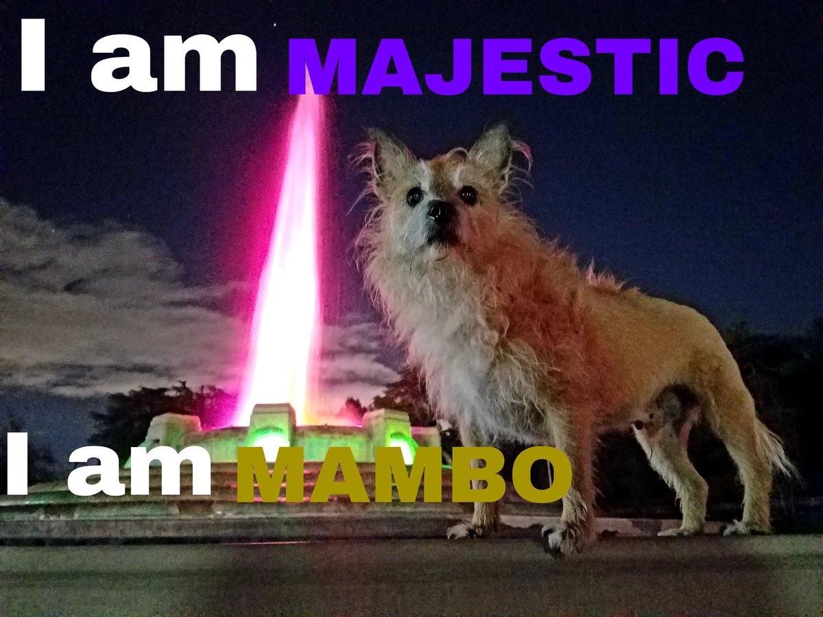 WillMamboEatIt's tweet photo. Good evening everybody!!! Today's PAWsative Mambo Motivational Monday is, "I AM MAJESTIC! And so are all of you!!🐾❤🐾❤
•
We thank you for showing us Love ❤️ and Laughs 😆 on all our posts! We love you 😍 too! Please remember to Follow ✅ Like 👍🏼 &amp; Share 🗣‼️@WillMamboEatIt https://t.co/dBqTjZJHd5