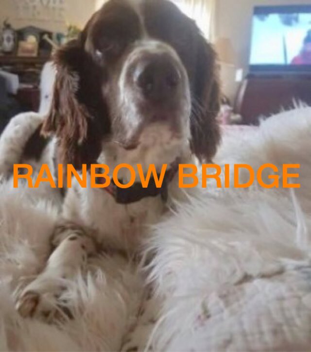 OneStopAllDogs's tweet photo. 🌈 SADLY GONE TO RAINBOW BRIDGE 💔💔
MISSING 9/11/19: TYLER
Male English Springer Spaniel (Neutered) **ELDERLY**
from home, #Pyworthy, near #Holsworthy, #Devon, EX22 https://t.co/4Mt0TysZVd