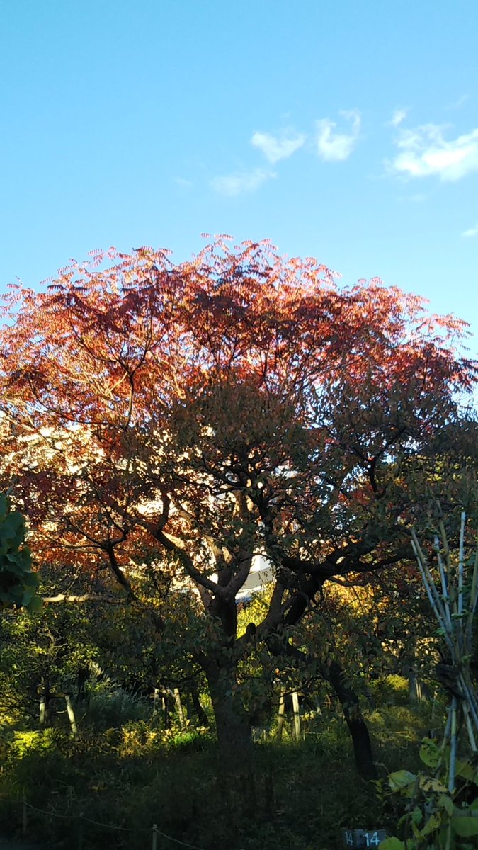 Brewing 向島百花園その17 紅葉 向島百花園 東向島駅 赤と黄 Brewing 向島百花園その17 紅葉 向島百花園 東向島駅 赤と黄
