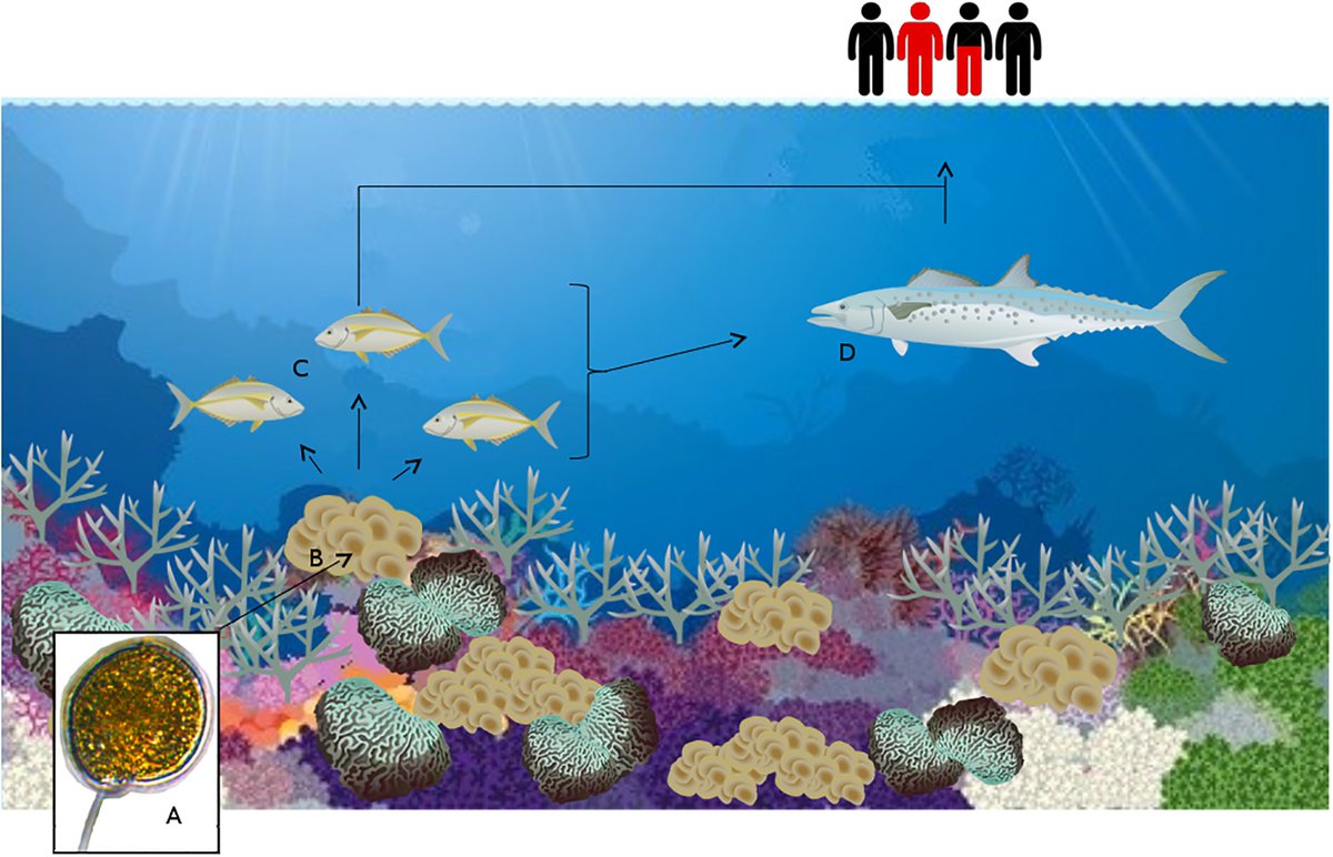 UTS_Science's tweet photo. Monitoring potential #ciguatera risk in tropical regions just got easier thanks to development of new rapid test for #Gambierdiscus sp. Ciguatera Fish Poisoning is debilitating and long lasting. @uts_c3 @UTSResearch @hydra_hamster @C3SeafoodSafety https://t.co/Yc22ENsIPE @PLOSONE https://t.co/2SgVhkWq0M